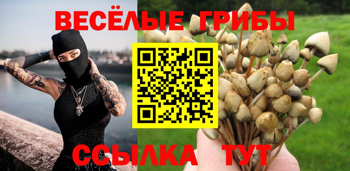 Псилоцибиновые грибы Psilocybine cubensis Лесной